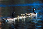How Do Goslings Recognize Their Mothers After They Are Born?