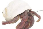 Can I Put a Hermit Crab With a Sulcata Turtle?