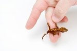 Can You House a Baby & Adult Crested Gecko Together?