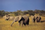 Conservation Efforts for African Elephants