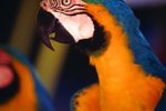 How to Build a Nest for a Female Macaw