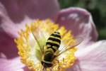 Do Carpenter Bees Have Stingers?