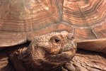 Difference Between a Sulcata Tortoise & a Russian Turtle