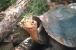 Tortoise Mating Habits