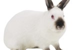 Do Rabbits Do Well With Other Household Pets?