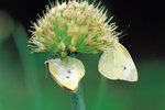 The Life Cycle of a Cabbage White Butterfly