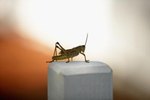 Facts on Crickets for Kids