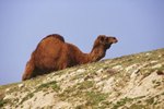 Animals That Are Indigenous to Saudi Arabia