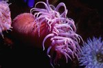 What Are the Main Groups of Sea Anemones?