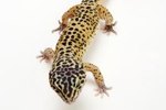 How to Tell the Difference Between Boy & Girl Geckos