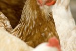 What Does it Mean for a Hen to Roost?