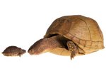 Facts About Land Turtles