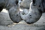 What Is the Courtship Ritual of a Rhino?