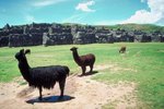 Different Breeds of Alpacas