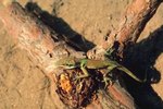What Is the Origin of Green Anole?