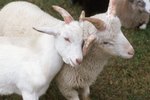How to Use Horse Wormer on Goats