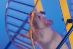 How to Build Your Own Rat Playpen