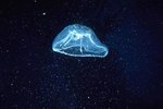 Do Jellyfish Have Muscles?