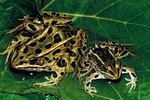 Habitat of the Coastal Plain Leopard Frog