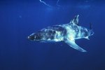 List of Deep Sea Sharks