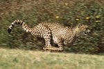 Description of a Cheetah