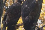 The Mating Behaviors of the Golden Eagle