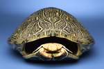 How to Preserve Turtle Shells