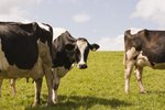 The History of the Holstein