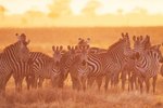 The Role of the Zebra in Its Ecosystem