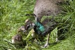 How to Care for Peacock Chicks