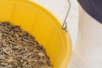 Types of Insect Infestation in Horse Feed