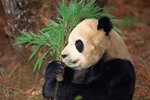 What Is the Claw on a Panda's Front Paw Used For?