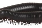 How to Tell a Male Millipede From a Female Millipede