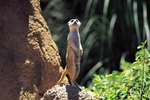 Mongoose Behavior