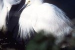 How to Tell the Difference From a Male or Female Snowy Egret