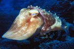 What Are the Suction Cups Used for on the Tentacles of a Squid?