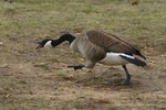 How to Stop a Goose Attack