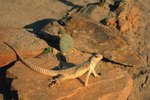 What Do Desert Iguanas Eat?