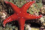 What Are the Starfish's Adaptations to Stay Alive?