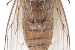 How Long Do Cicadas Live Above Ground?