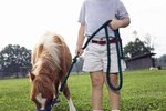 How to Care for a Pregnant Miniature Horse