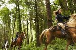 What to Do if Your Horse Rears Up a Lot