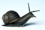 Do Snails Have Eyes?