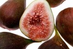 What Is the Symbiotic Relationship between Fig Wasps & Figs?