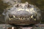 How Does an Alligator Communicate?