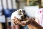 Do Guinea Pigs Like Sunlight?