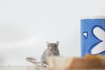 At What Age Can Mice Start Eating Solids?