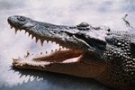 Difference in Crocodile vs. Alligator Snouts