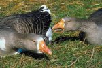 Types of Geese with Orange Beaks