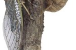 Locust vs. Cicada